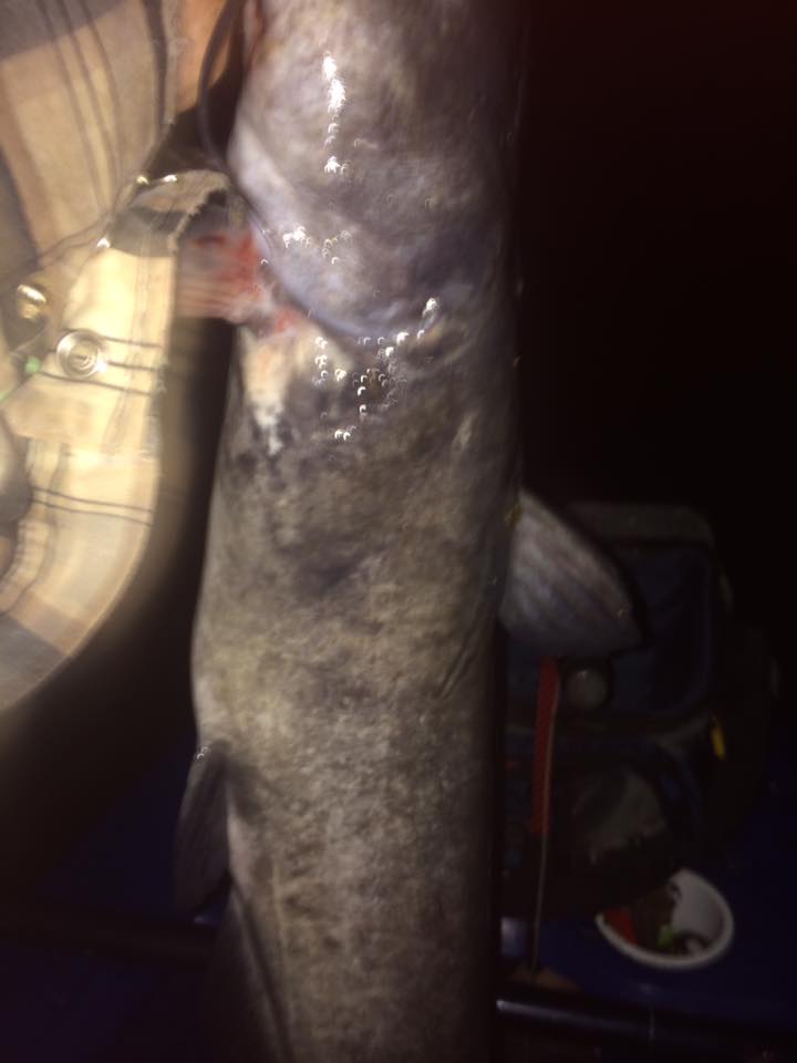 14232970_10153963553358041_5186003725170795255_n