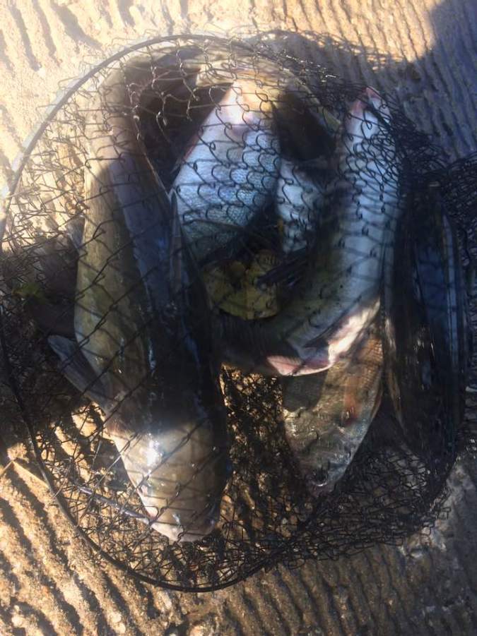 19059277_10154739306638041_7910685003917841538_n