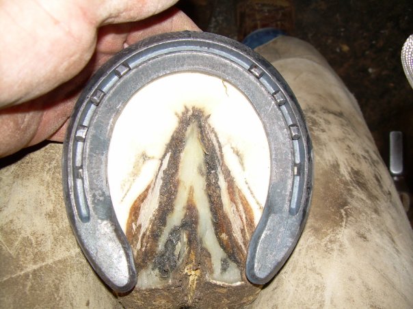 536306_10151108654617942_1913486812_n