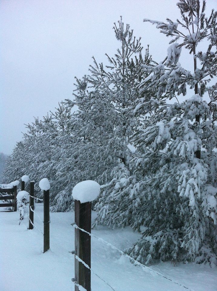 11025977_10153212473028041_7337179338330040442_o