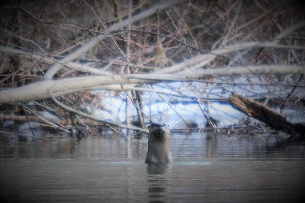 12615132_10153429333223041_5099686606092185781_o (2)