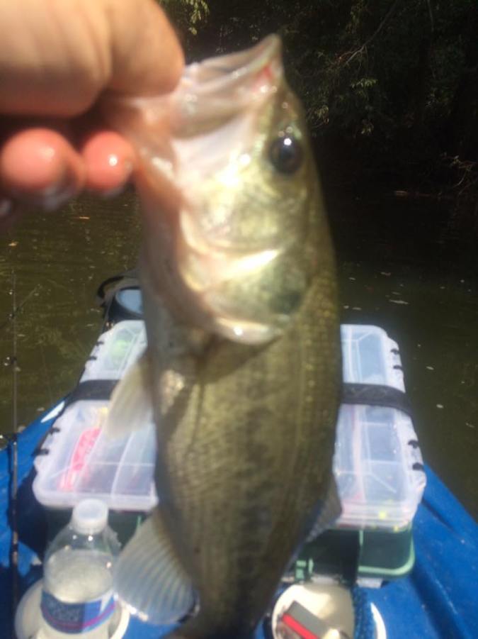 14202580_10153954221183041_9095298953499340035_n