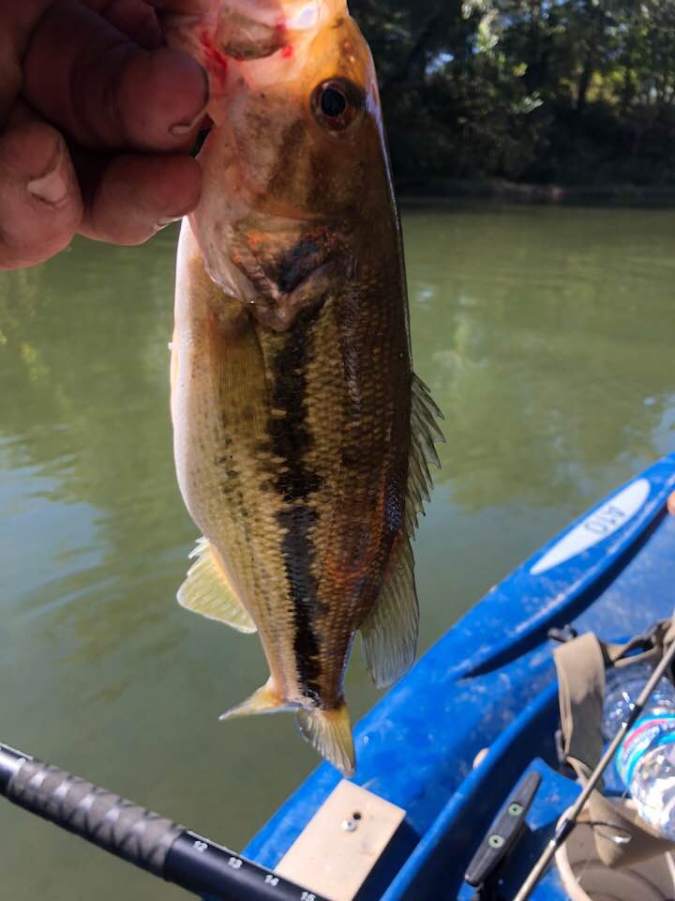 44350355_10155962899278041_1662226599241580544_n