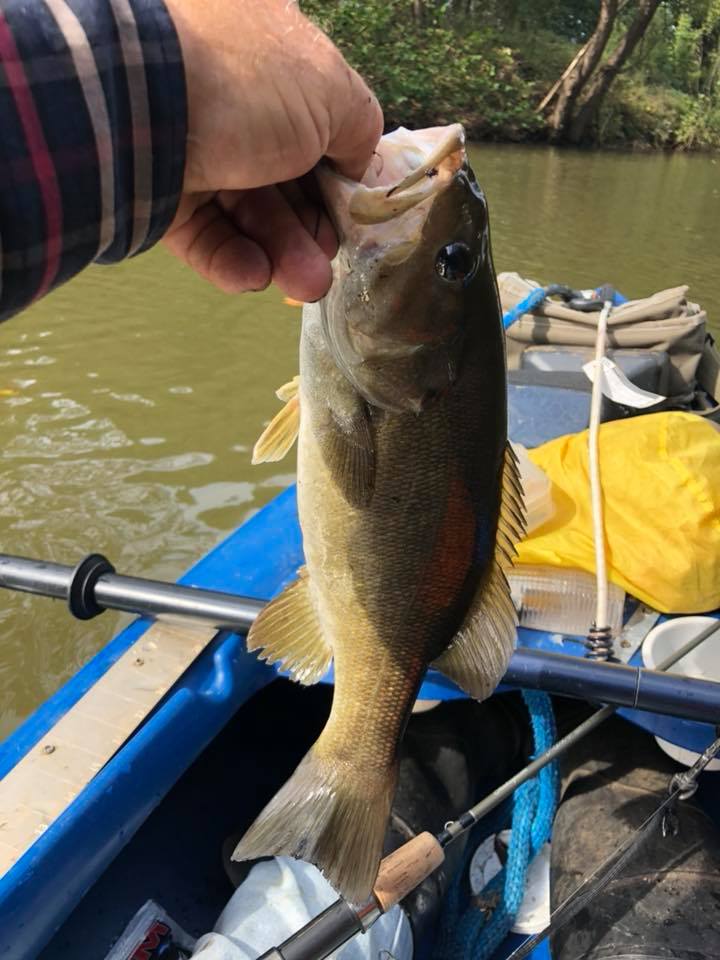 big smallie